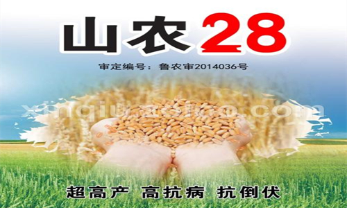 山农28与40小麦品种简介,山农28小麦品种优点和缺点