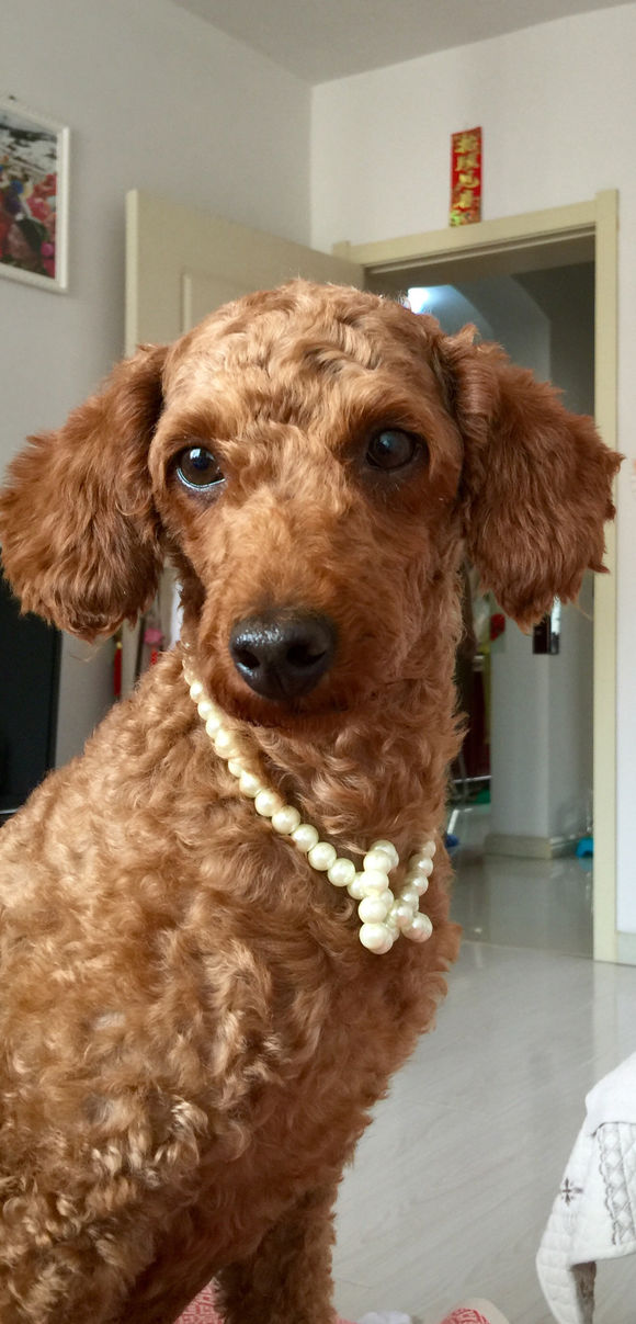 捡了一只流浪狗又脏又臭,捡了一只流浪狗泰迪