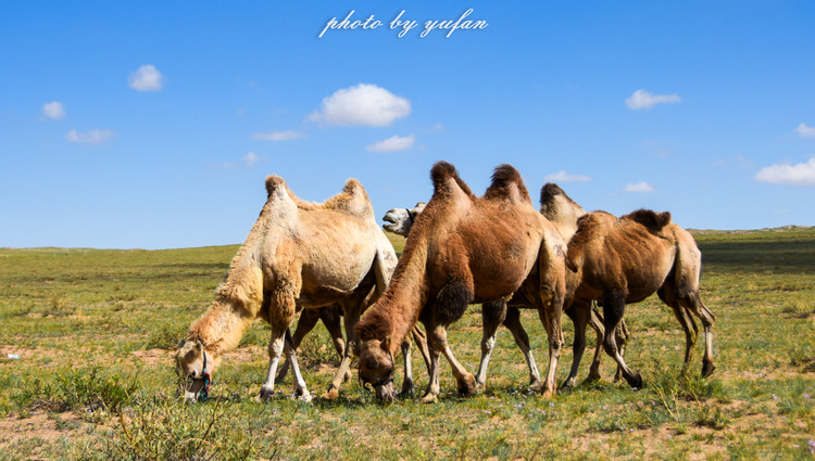 五一锡林郭勒游玩,几月份游锡林郭勒适合