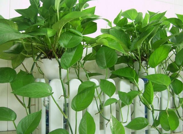 绿萝对室内环境的作用,绿萝在室内对人体有什么伤害吗