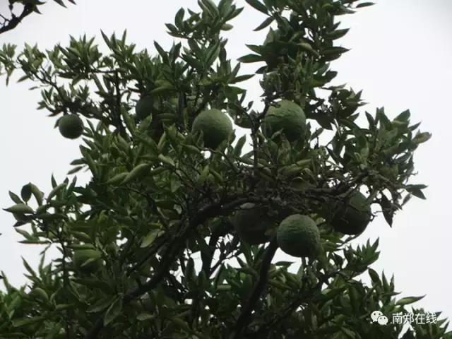 香橼果怎么闻香,香橼可以闻香吗