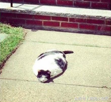 喵星人有什么特征吗图片,喵星人到底有多软看看你就知道啦