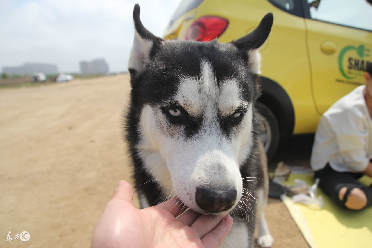 贝肤芬治疗狗皮肤病,狗的寄生虫皮肤病怎么治疗好