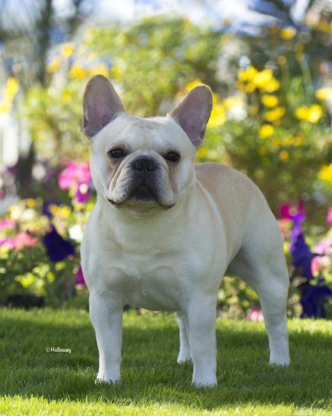 美国akc犬品种大全,法国斗牛犬详情介绍大全