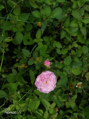 荣耀v9华为手机,华为手机荣耀v9怎么样