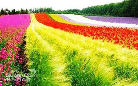 北京怀柔东方普罗旺斯薰衣草庄园,北京普罗旺斯薰衣草庄园