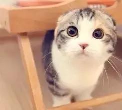 五个标准五查五看,猫砂测试红黑榜