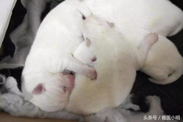 萨摩耶生产,萨摩耶生产要经过几个小时