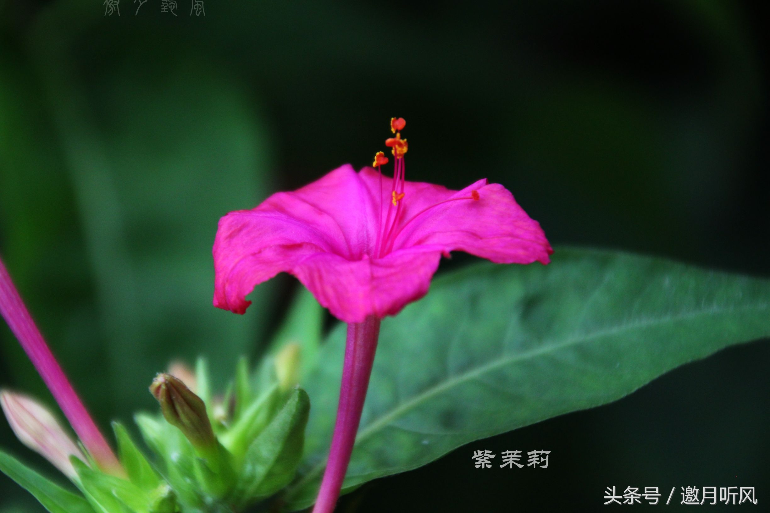 质朴玲珑——紫茉莉