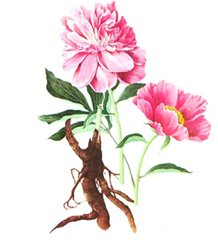 芍药养血生发吗,芍药甘草汤养血