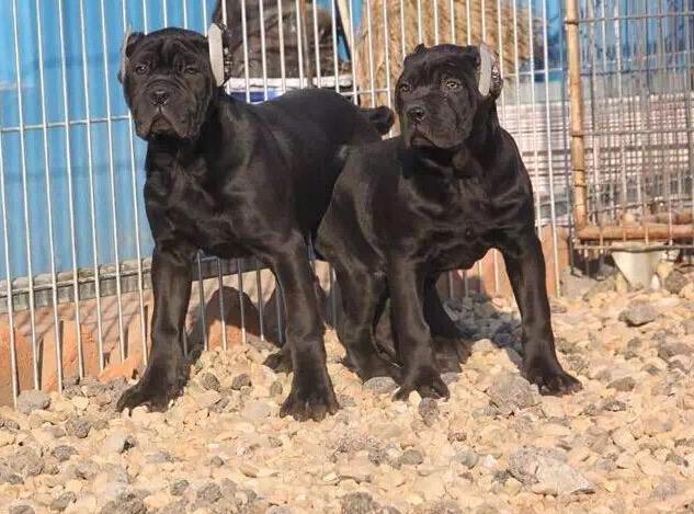 狗狗肠炎拉血最快的治疗方法,如果狗狗拉出血怎么办