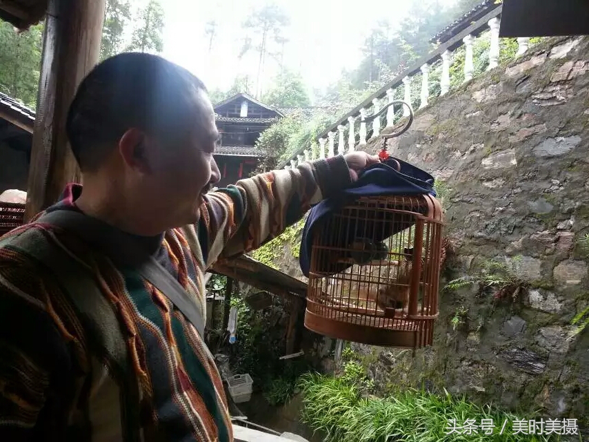 打架最厉害六种画眉鸟,什么鸟打架最厉害