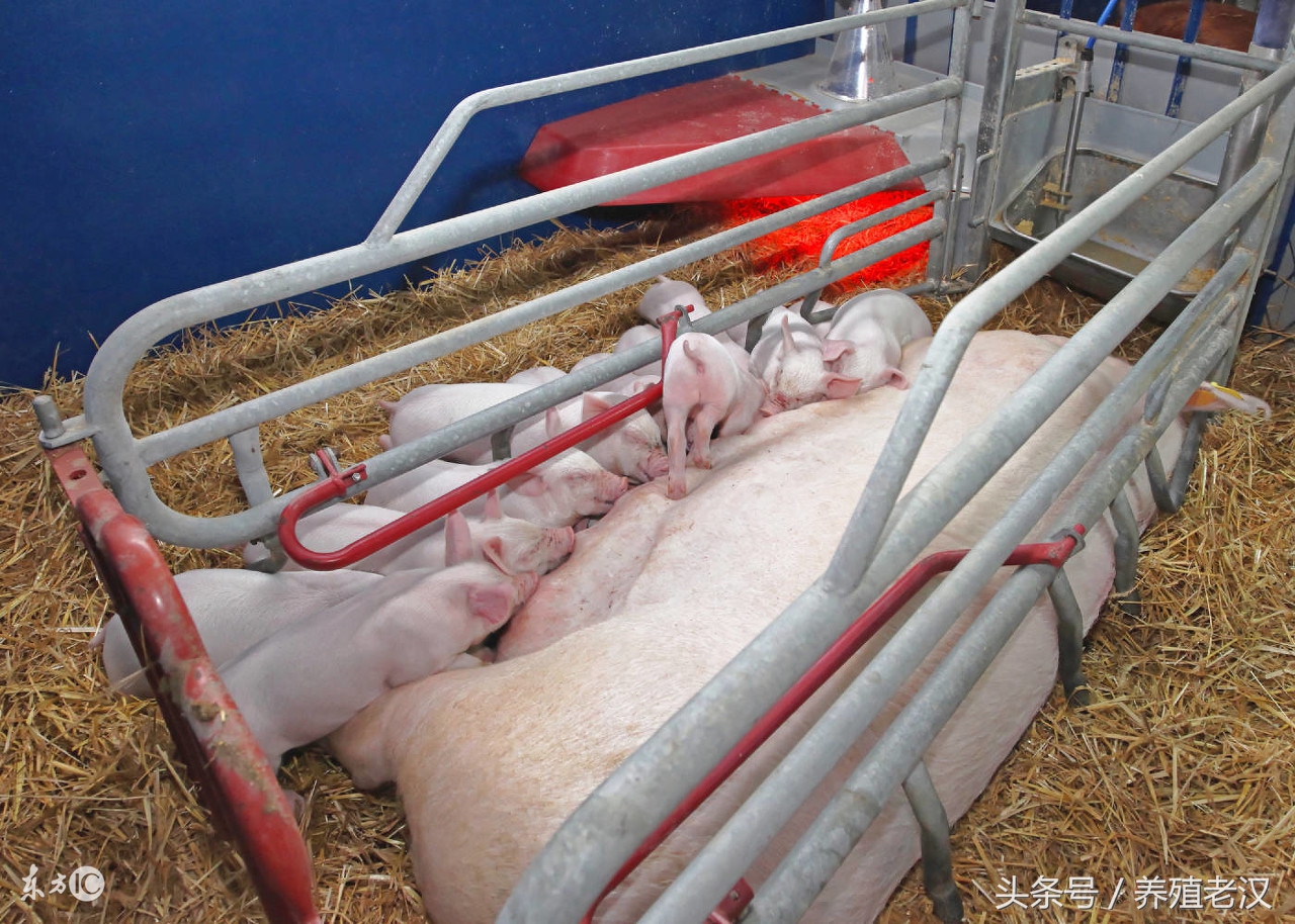 后备母猪子宫内膜炎最佳治疗方法,蓝耳病会引起母猪子宫内膜炎吗