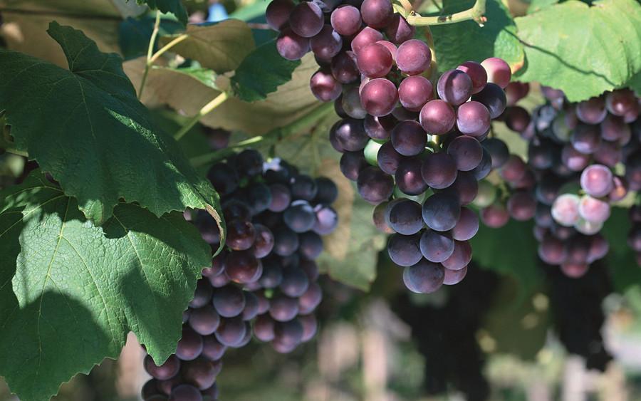 秋季快要到冬季最适合吃什么水果,可滋阴润燥生津水果有哪些