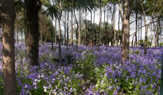 上海地铁直达花海,上海地铁9号线景点