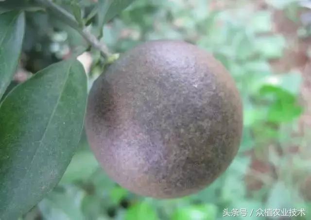 如何观察柑橘锈壁虱,怎么分辨柑橘锈壁虱果和沙皮病果