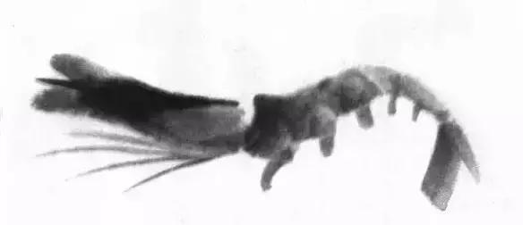 怎么临摹齐白石画的虾教程,齐白石虾的画法教程