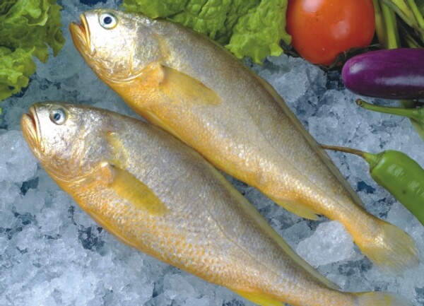 有什么常吃的海鱼无法人工养殖,最值得养的十种海鱼