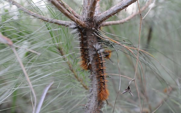 常见的大虫子科普,盘点那些你没见过的虫子