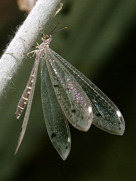 常见的大虫子科普,盘点那些你没见过的虫子