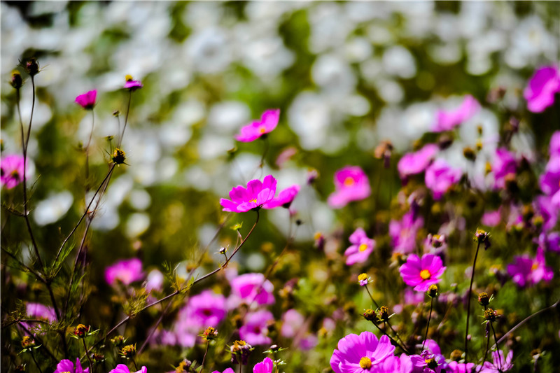 肃北七彩花海,肃北百亩花海在哪里