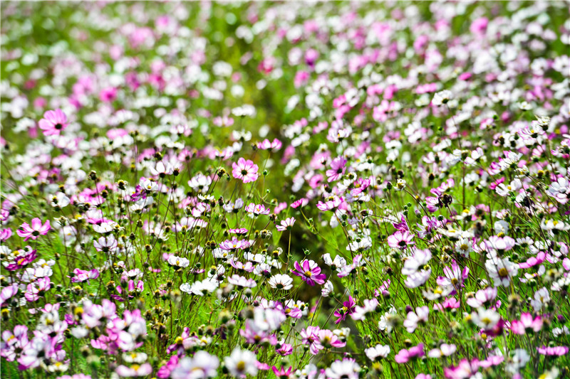 肃北七彩花海,肃北百亩花海在哪里