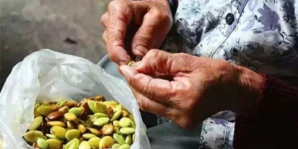 在这凉意渐生的季节里，吃一碗纯天然皂角米最滋补！