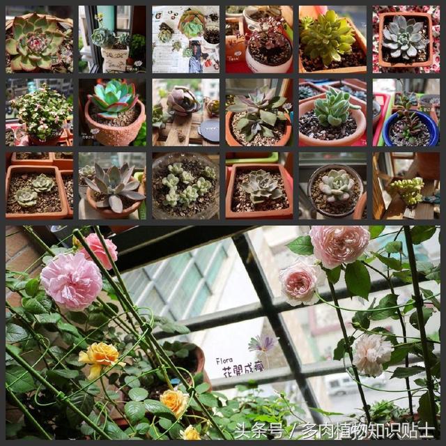 多肉植物怎么养才能活得更好呢,多肉植物养不活