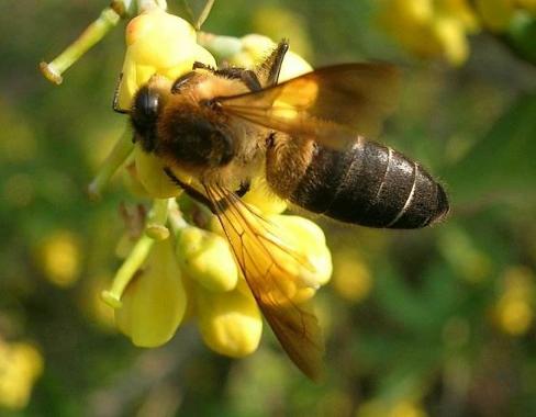揭秘五种地球上最强大的昆虫,地球上远古已灭绝的昆虫
