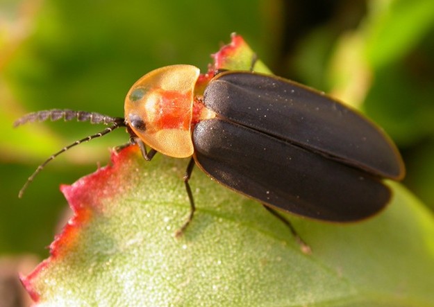常见的大虫子科普,盘点那些你没见过的虫子
