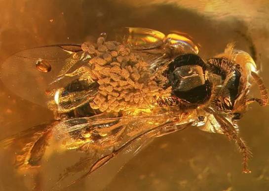 兰花进化的秘密,兰花进化的百年谜团