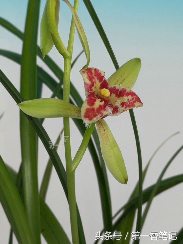 蝴蝶兰优雅唯美,兰花欣赏四季兰