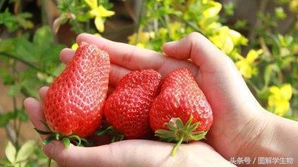 高中必修三生物植物生长素的发现,高中生物生长素的生理作用视频
