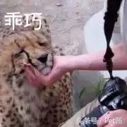 碰到猎豹怎么办,遇到猎豹视频