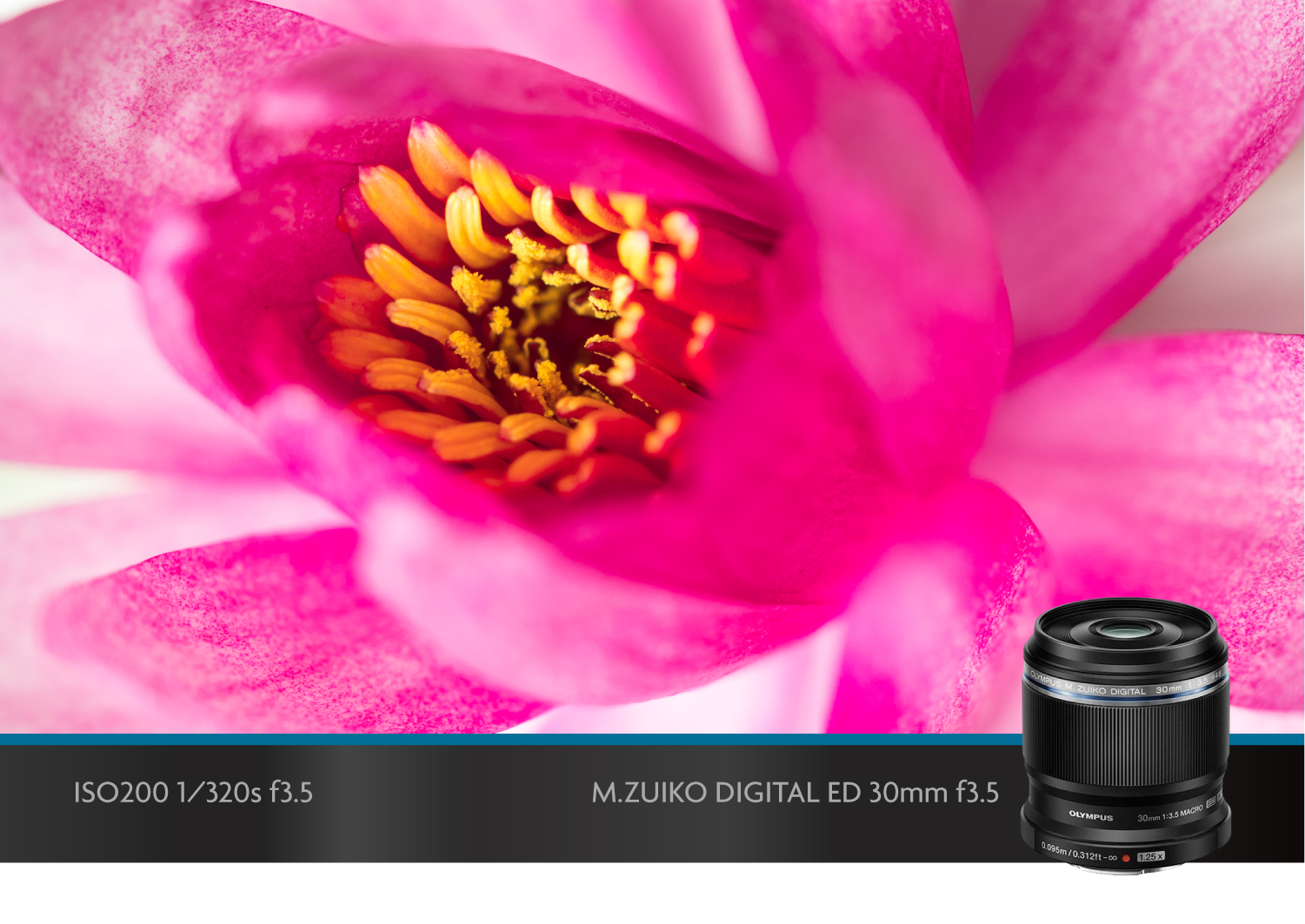 奥林巴斯微距镜头,奥林巴斯40-150可以拍微距吗