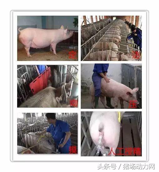 母猪不受孕的正确方法,母猪怎么不受孕