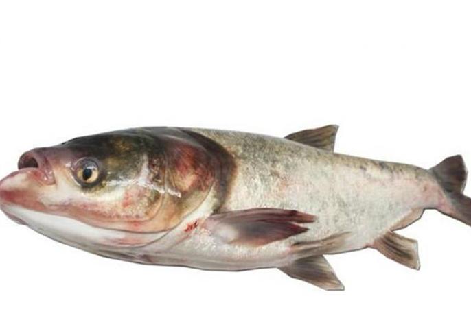 青鱼草鱼鲢鱼鳙鱼被称为四大家鱼,河鱼鲢鱼大头鱼有什么区别