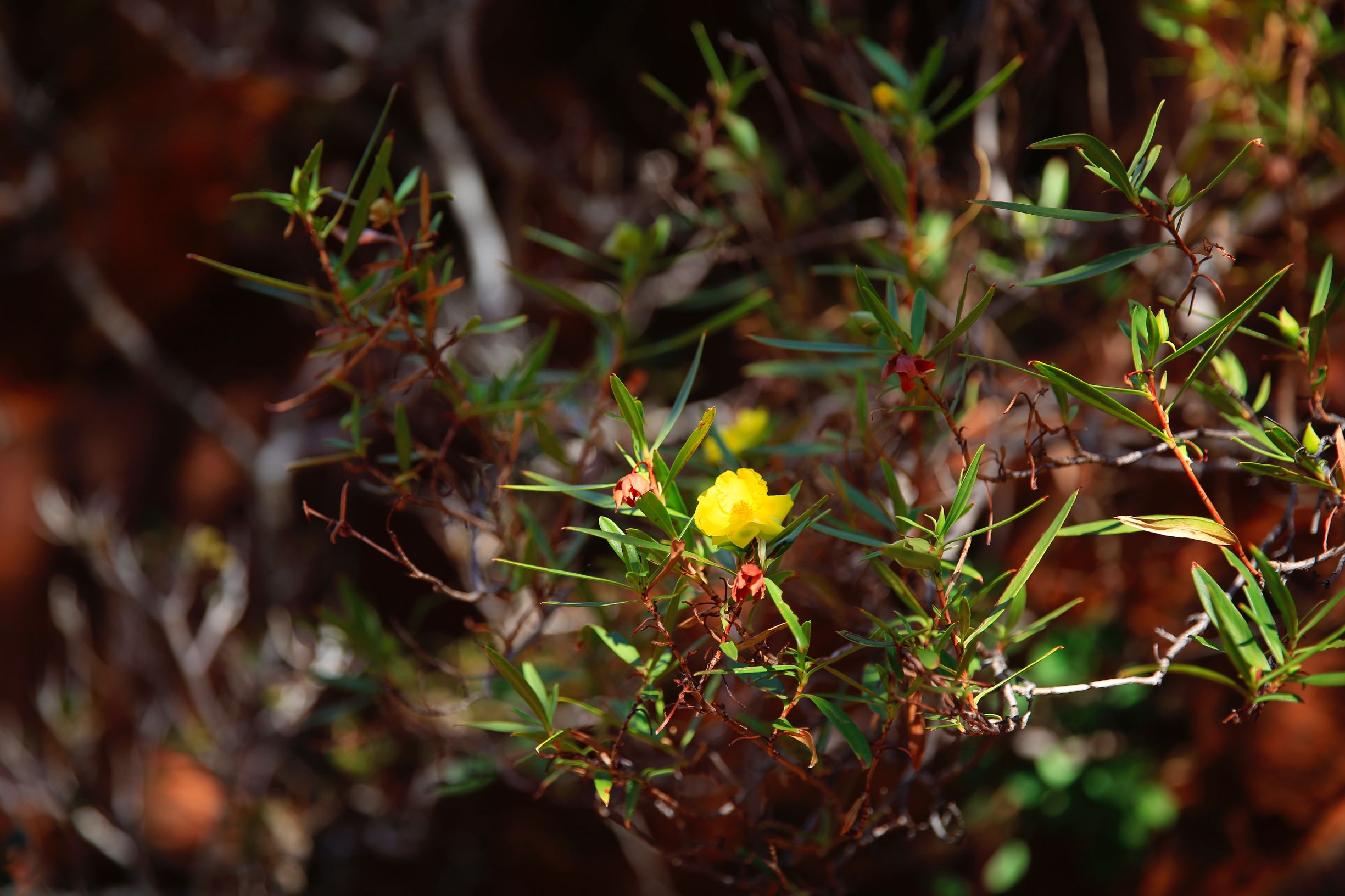 关于澳洲的一切,澳大利亚国王峡谷