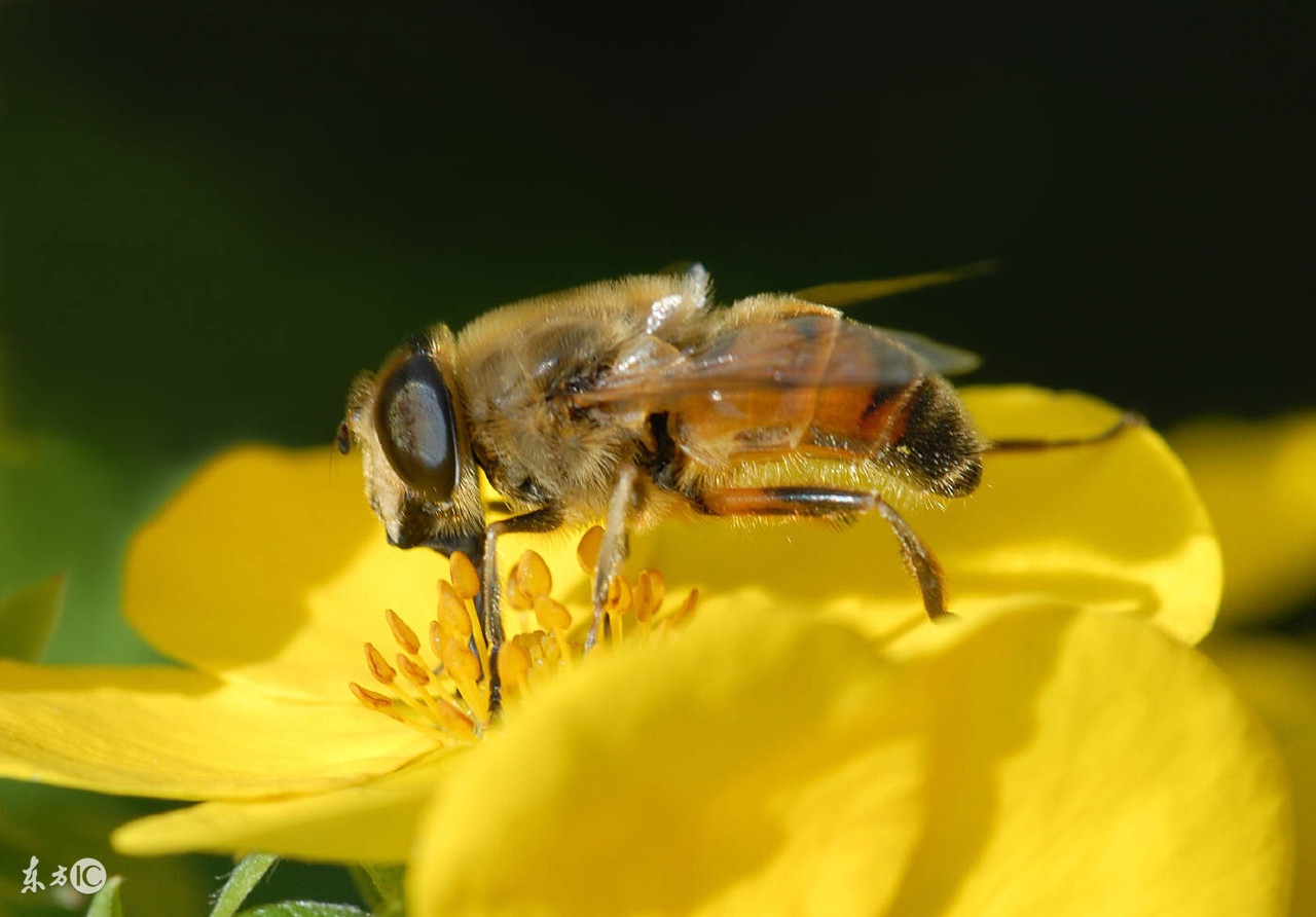 养蜜蜂专用术语,蜜蜂养殖技术维语版