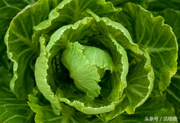 5种糖尿病害怕的蔬菜建议多吃,糖尿病最怕的四种蔬菜是什么