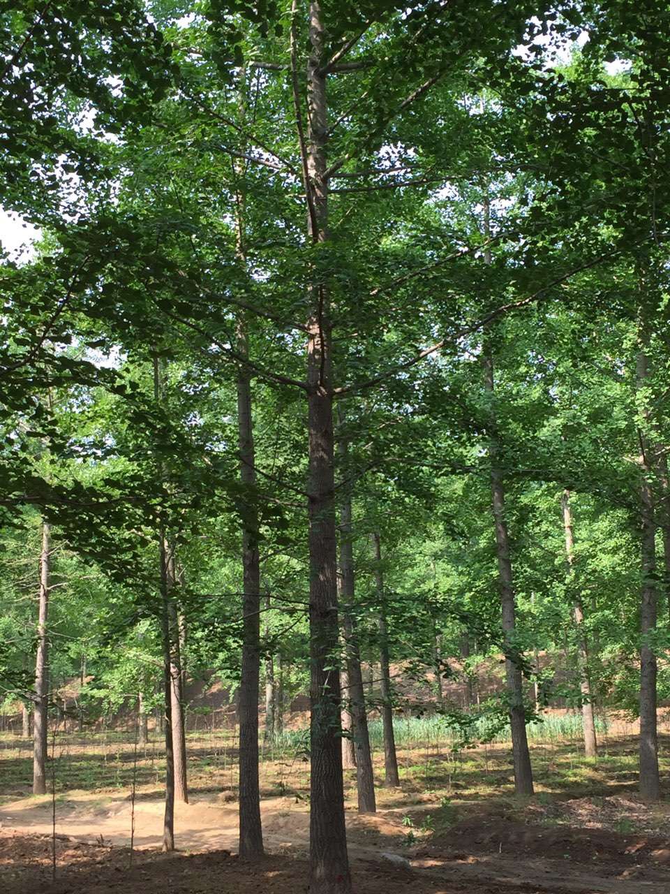 银杏树报价行情联系方式,银杏树门票预订官网