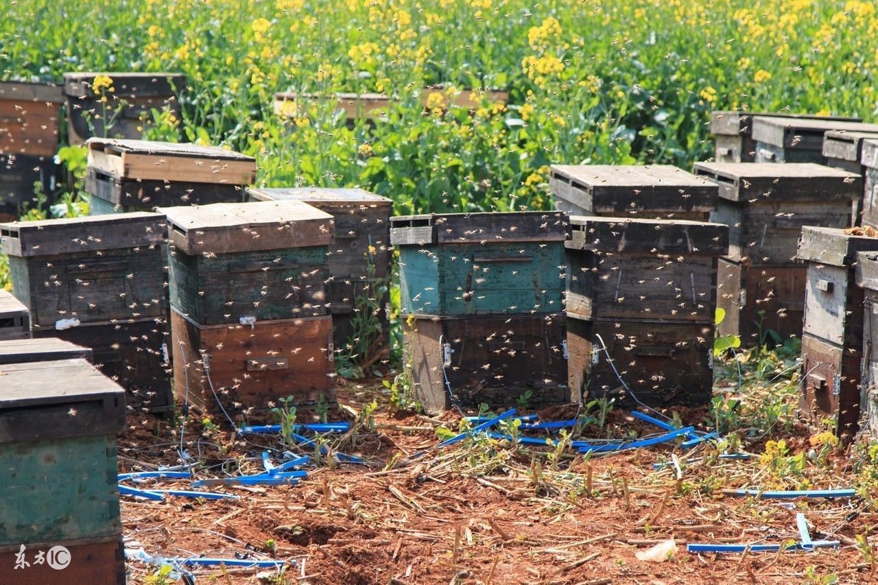 蜜蜂养殖技术500问,蜜蜂养殖技术试题及答案