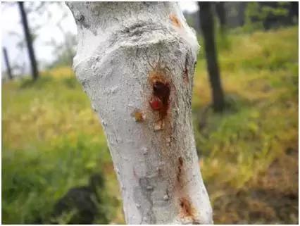 猕猴桃新品种种植前景,猕猴桃最近有什么新品种