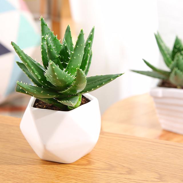 绿萝能除甲醛吗甲醛最怕三个克星,绿萝除甲醛效果最好的方法