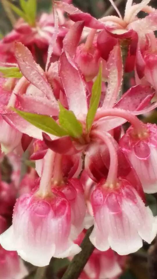 推荐|大明山风景区恢复开放啦！花都开好了，你还不来么？