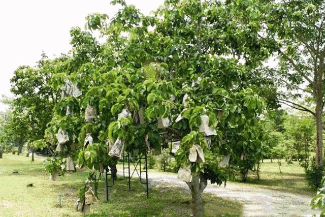 芭乐怎么吃才是正确的方式,芭乐有哪些食用方法和功效
