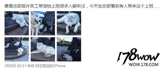 暴雪员工的宠物也太幸福了，还有专属部落or联盟工牌