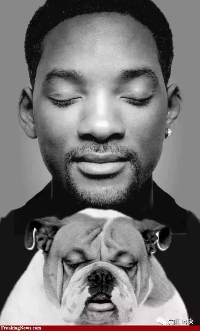 十大常见的斗牛犬,世界十大著名斗牛犬