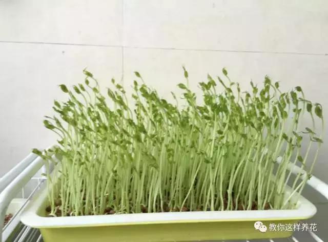 自己在家种菜做美食,家庭如何种菜做菜