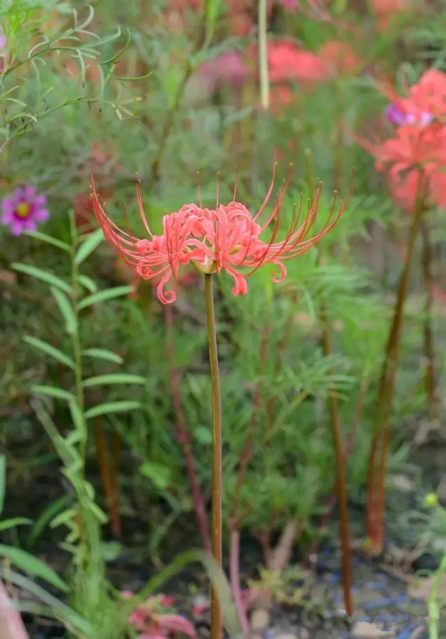 美丽的郑州北龙湖湿地公园,郑州北龙湖湿地公园初冬游记